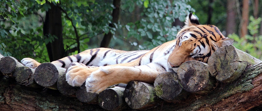 A tiger in India